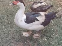 pato criollo doméstico — foto 1