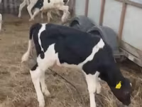Rinder (Partie, Geschlecht nicht angegeben), Holstein-Rasse — Foto 6