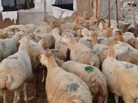 भेड़ें (लॉट, लिंग निर्दिष्ट नहीं), भेड़ — फ़ोटो 1