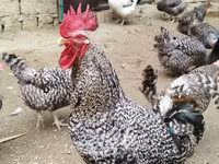 Chickens — photo 4