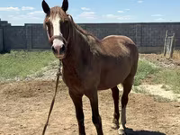 Aygʻir, Kazakh horse — 8-rasm