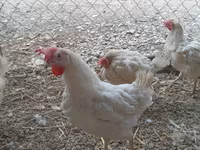 Chickens — 2-сурет
