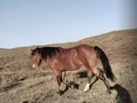 Hengst, Kazakh horse — Foto 2