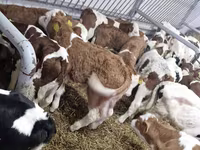 ثور, Simmental cattle — الصورة 2