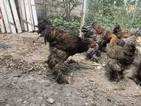 براهما — الصورة 8