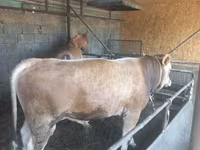 ثور, Swiss cattle — الصورة 5