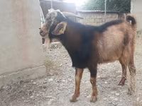 عنزة, Nubian Goat — الصورة 2