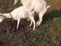 Keçi, Saanen goat — foto 4