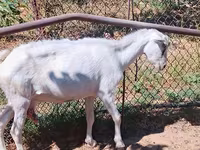 Коза, Saanen goat — фото 7