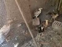 Chickens — photo 1