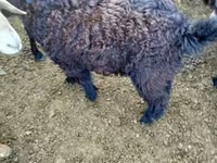 绵羊（批次，未指定性别）, Sheep — 照片 3