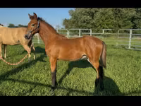 Caballo, Rocky Mountain Horse — foto 5