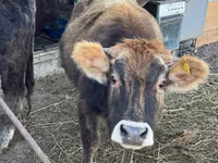 Kuh, Swiss cattle — Foto 1