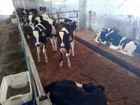 Bulle, Holstein-Rasse — Foto 1