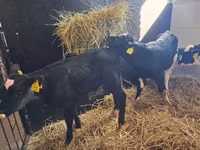 Бұқа, Simmental cattle — 8-сурет