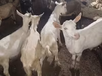 تيس, الماعز — الصورة 3