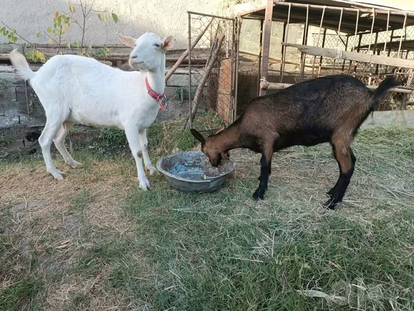 母山羊, Saanen goat