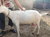 Dişi keçi, Saanen goat — foto 2