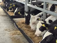 Bulle, Simmental cattle — Foto 2