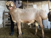 كبش, Hissar sheep — الصورة 3