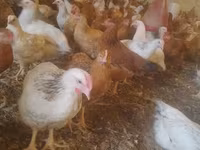 Chickens — 1-rasm