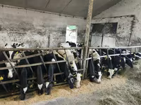 ثور, Russian Black pied cattle — الصورة 3