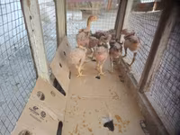 Chickens — Foto 1