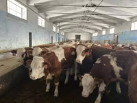 Buğa, Simmental cattle — foto 5