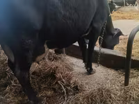 Kuh, Simmental cattle — Foto 3
