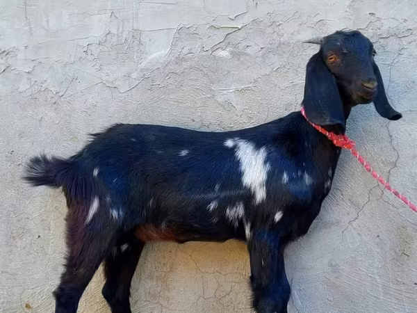 Ziege, Beetal goats
