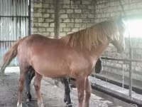 حصان, Kustanai horse — الصورة 5