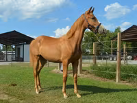 فرس, Rocky Mountain Horse — الصورة 4
