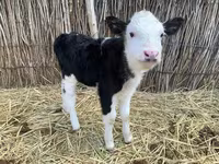 بقرة, Latvian Blue cattle — الصورة 3
