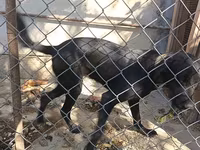 Labrador Retriever, Dişi cinsidir, 8-9 aylıqdı, baxmağa vaxt yoxdu — фото 4
