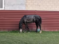 Hengst, Azerbaijan horse — Foto 2