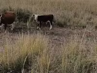 Bulle, Kasachische Weißkopfkuh — Foto 2