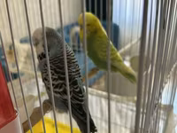 Təmiz qan Çex tutuquşuları satılır 🦜 Quşlar çox sağlam, aktiv və — फ़ोटो 2