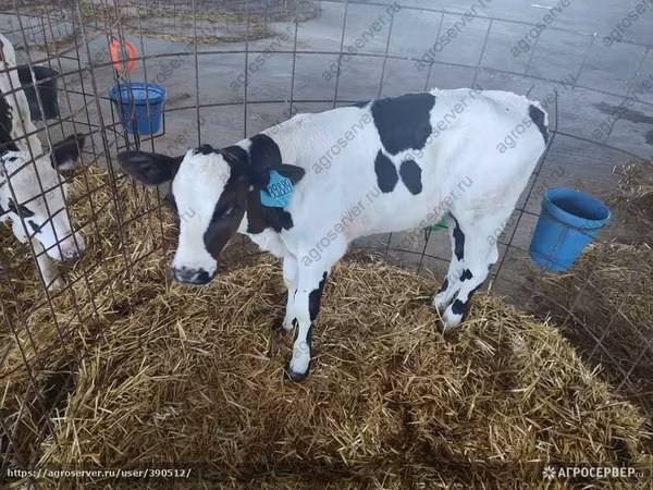Bulle, Simmental cattle