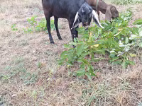 公山羊, Nubian Goat — 照片 1