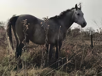 حصان, Arabian horse — الصورة 5