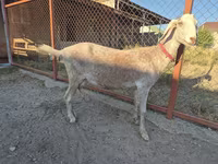 Ziege, Nubian Goat — Foto 2