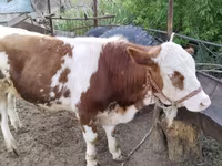 Bulle, Simmental cattle — Foto 7