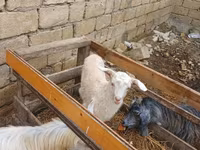 عنزة, الماعز — الصورة 3