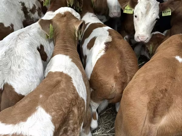 ثور, Simmental cattle