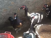 Ducks — Foto 4