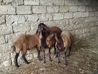 Schaf, Blackheaded Persian sheep — Foto 1