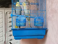 Növ: Nimfa (Cockatiel) cütlük Təsvir: Şəkillərdə göründüyü kimi iki — Foto 3