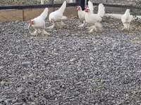 Chickens — 照片 7