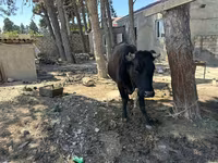 Vaca, Ganado vacuno — foto 3