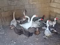 Geese — Foto 3